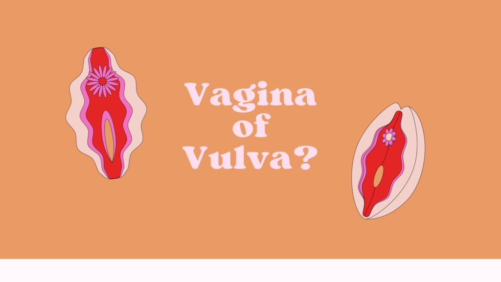 Vulva of vagina, wat is het verschil?